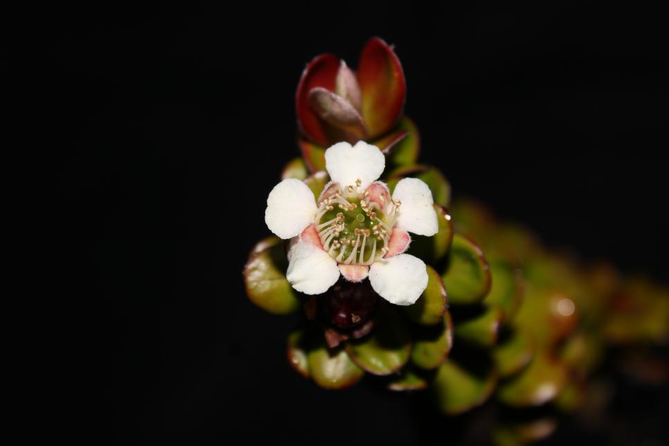 Leptospermum javanicum